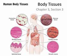 Image result for Human Body Tissue Types