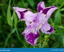 Image result for Lis Flower