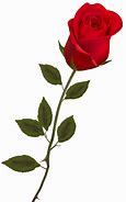 Image result for Long Stem Rose Line Art