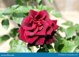 Image result for Dark Maroon Roses