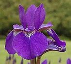 Image result for February Birth Flower Iris