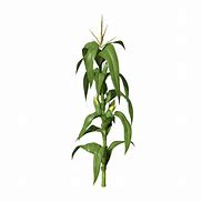 Image result for Corn Stalk Flower