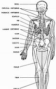 Image result for Anatomy