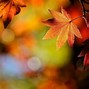 Image result for Fall Leaves Desktop Background Lake