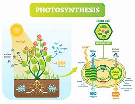 Image result for Photosynthesis Steps Diagram