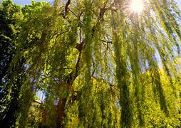 Image result for Weeping Willow Tree Varieties