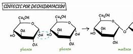 Image result for Bethany Lau Dehydration Synthesis