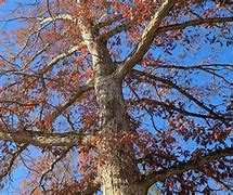 Image result for White Oak Select and Better