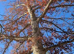 Image result for Swamp White Oak Leaf