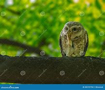 Image result for Owl On a Branch Adobe Stock