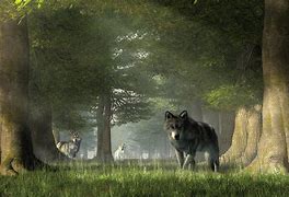 Image result for Forest Wolf Art