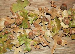 Image result for Long Acorns