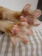 Image result for Declawing Cats