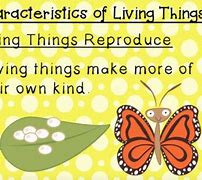 Image result for 3rd Grade Life Science Worksheets