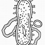 Image result for Cellular Respiration Chemical Equation