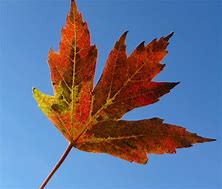 Image result for Fall Single Leaf Background