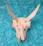 Image result for Prehistoric Horse Skull