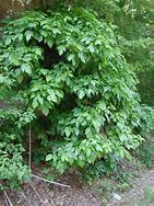 Image result for Poison Ivy Vine Growing Up a Tree