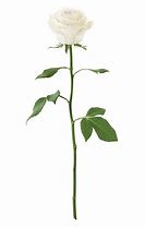 Image result for Single Long Stem White Rose