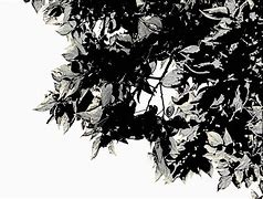 Image result for Leaf Sketch