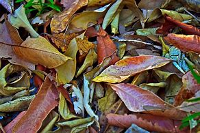 Image result for Leaf Pile Outline