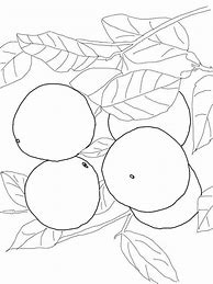 Image result for Grapefruit Coloring Page