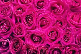 Image result for Pink Floral Openings Available Pic