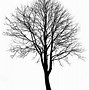 Image result for Pretty Tree Silhouette