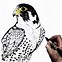 Image result for Peregrine Falcon Drawing Easy