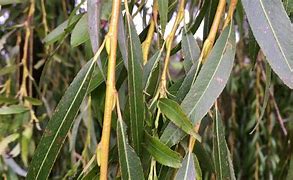 Image result for Weeping Willow Buds