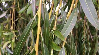 Image result for Weeping Willow Buds