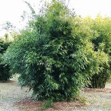 Image result for Dwarf Variegated Bamboo