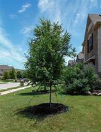 Image result for Lace Elm Tree