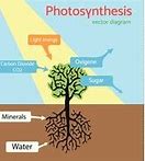 Image result for Photosynthesis Process Vector