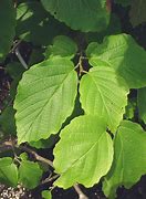 Image result for Witch Hazel Leaf