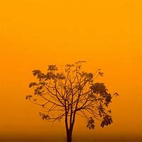 Image result for Neon Desktop Wallpaper Tree of Life