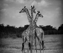 Image result for Wild Animals Black and White