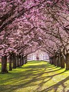 Image result for Cherry Blossom Tree When Not in Bloom