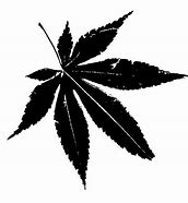 Image result for Japanese Maple Tree Silhouette