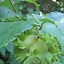 Image result for Beaked Hazelnut Shrub