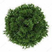 Image result for Top View Brandon Elm Tree White Bkgrnd