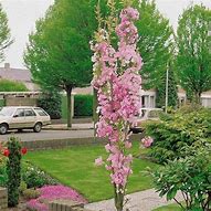 Image result for Potted Cherry Blossom Tree