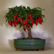 Image result for Homemade Bonsai Tree