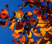 Image result for Free Printables of Fall Leaves