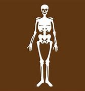 Image result for Human Skeleton Side