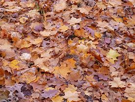 Image result for Printable Color Fall Leaves