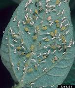 Image result for Soybean Aphid