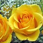 Image result for Bright Yellow Roses