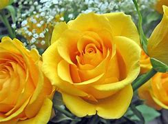 Image result for Bright Yellow Roses