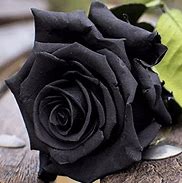 Image result for Black Rose Icon